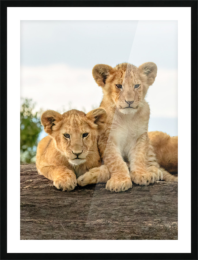  Fine Art print