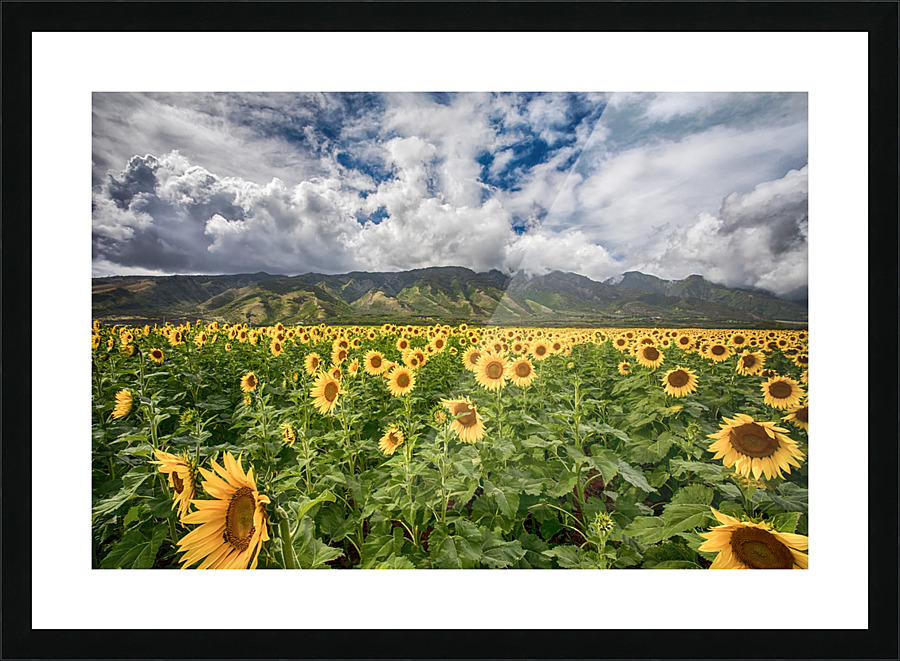  Fine Art print