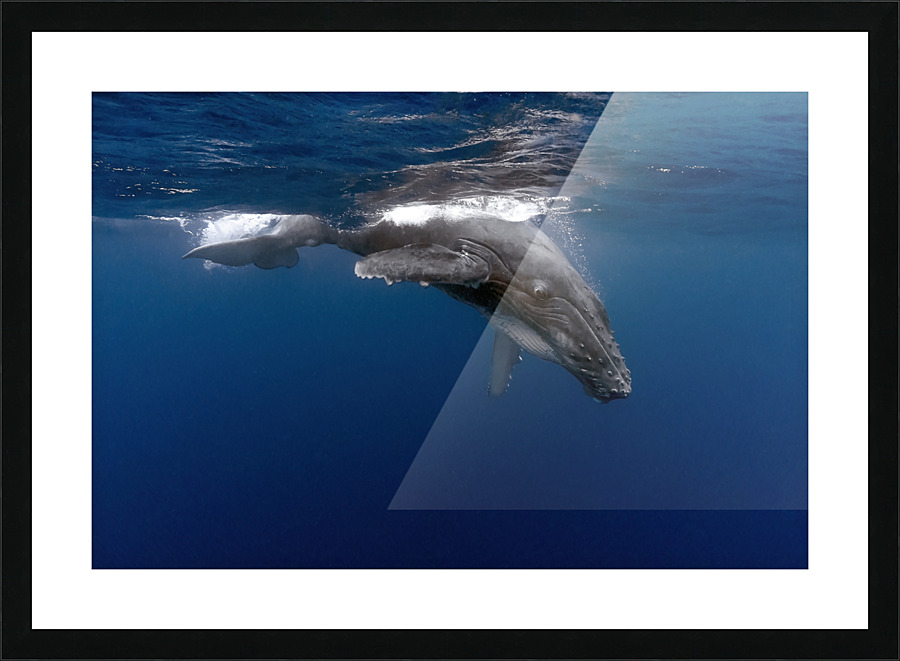 Tonga Calf Surfacing Picture Frame print