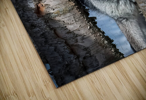 Wolf Spying Through Trees Kara Capaldo Photography puzzle