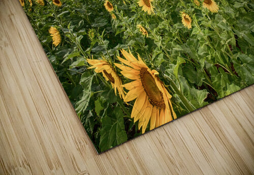 Sunflowers Maui Kara Capaldo Photography puzzle