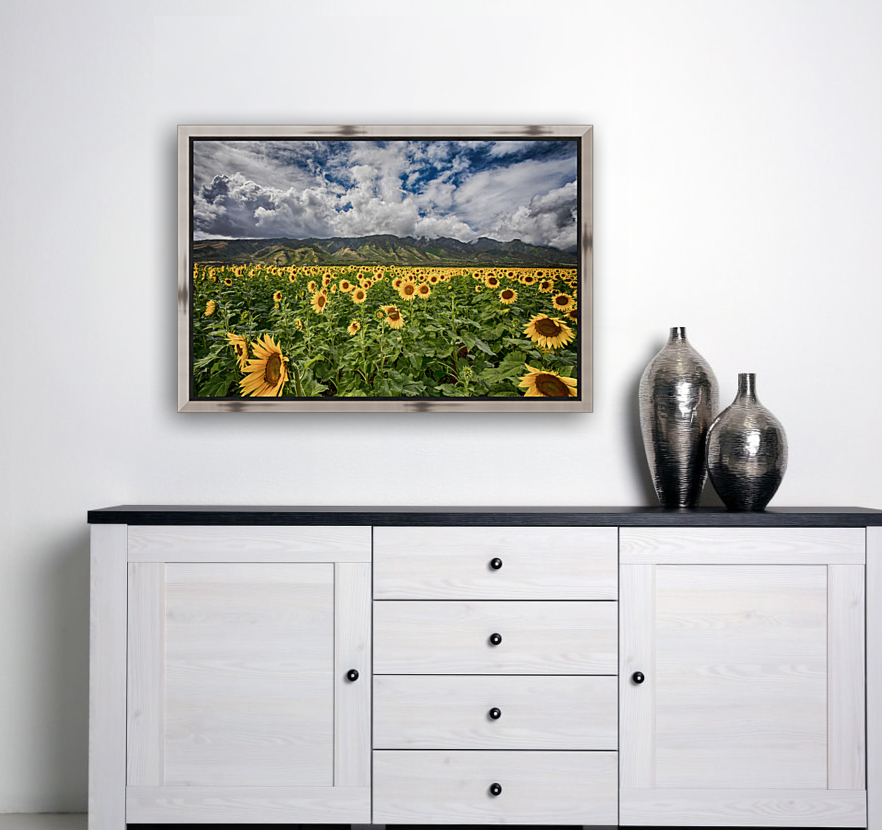 Sunflowers Maui Reproduction