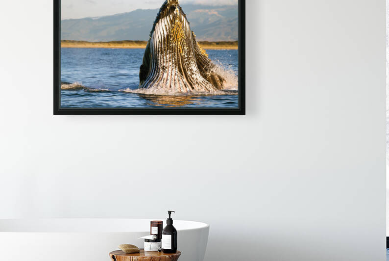 Humpback Lunging Monterey Bay by Kara Capaldo Photography