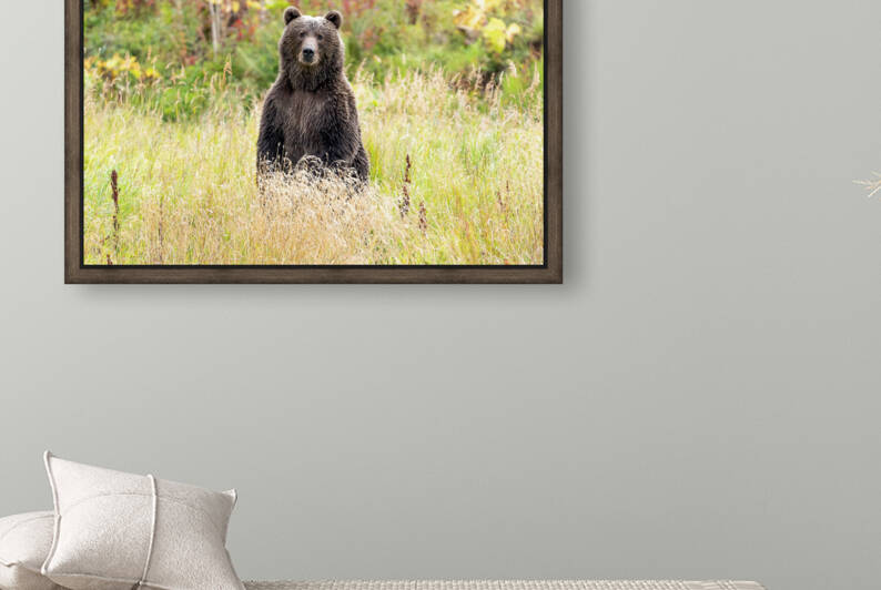 Kodiak Bear Looking at Me by Kara Capaldo Photography