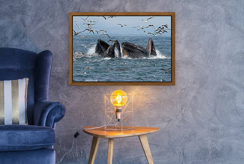 Humpbacks Lunging with Sardines and Seals by Kara Capaldo Photography
