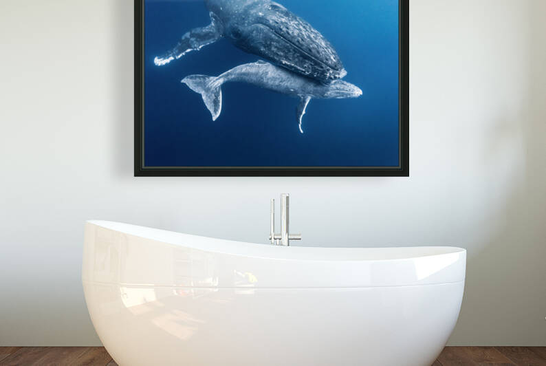 Welcome to the World Baby Humpback  by Kara Capaldo Photography