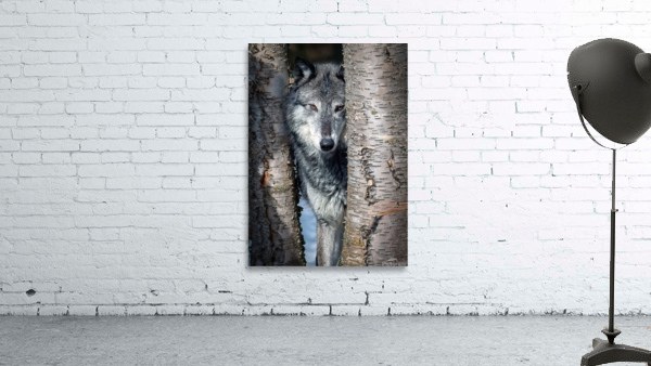 Wolf Spying Through Trees Wall Preview