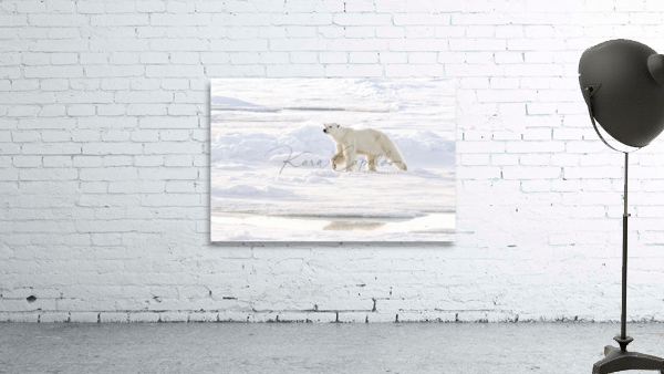 Polar Bear Ice Reflection Wall Preview