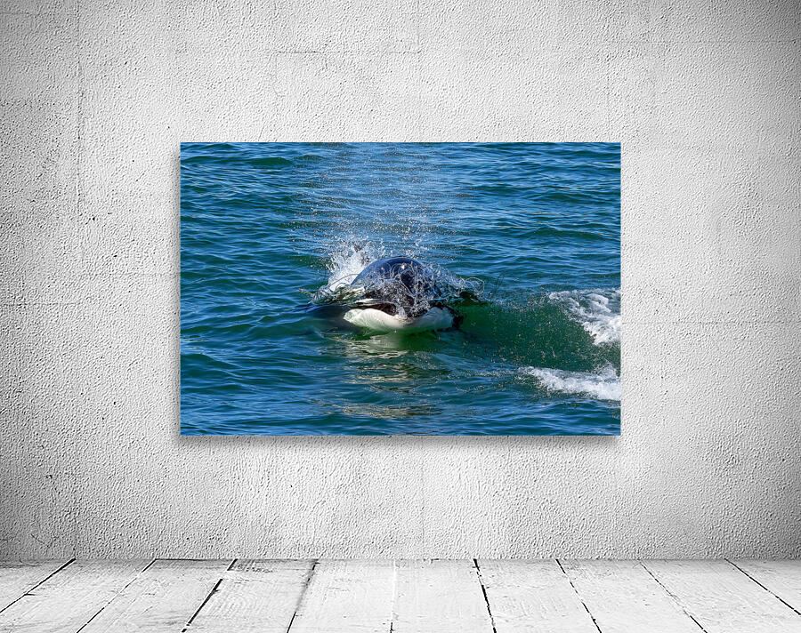 Orca Blowing Bubbles Wall Preview