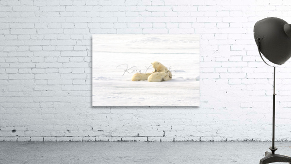 Polar Bears Nursing  Wall Preview