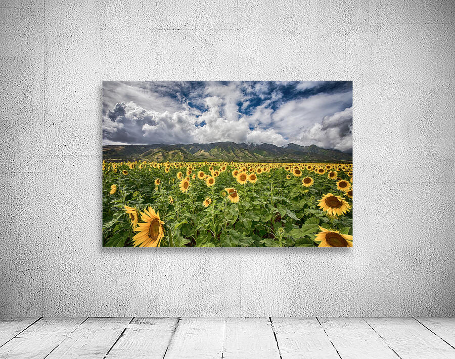 Sunflowers Maui Wall Preview