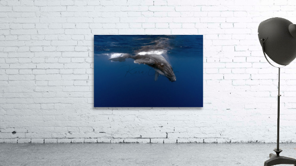 Tonga Calf Surfacing Wall Preview