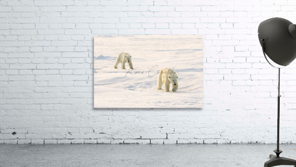 Polar Bears Walking Wall Preview