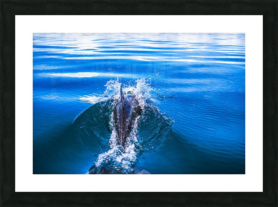 Dolphin following tour boat in Costa Rica Picture Frame print