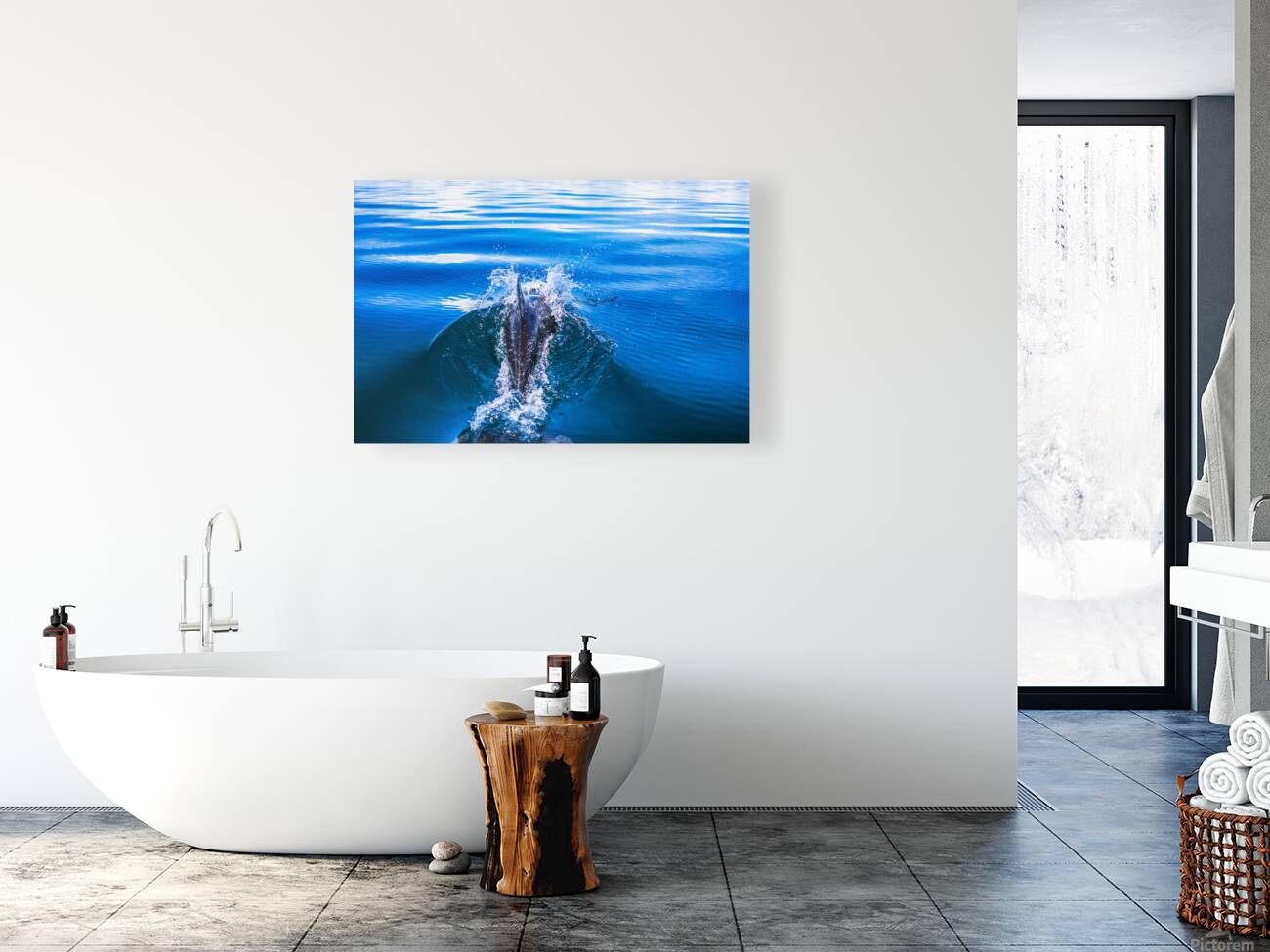 Dolphin following tour boat in Costa Rica Reproduction