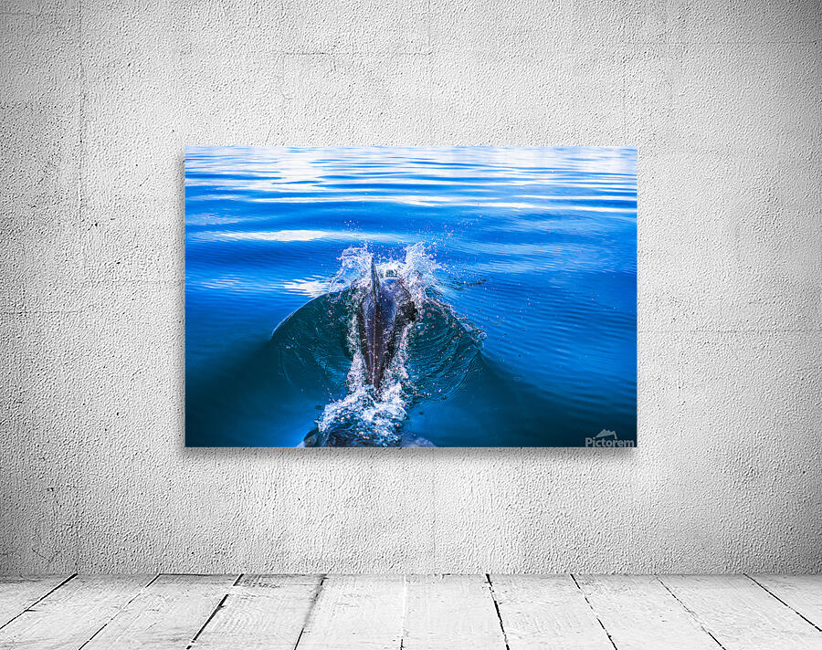 Dolphin following tour boat in Costa Rica Wall Preview