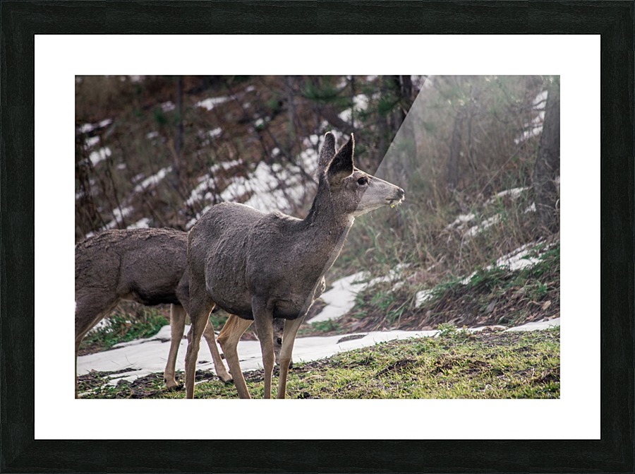 Doe 1 Picture Frame print