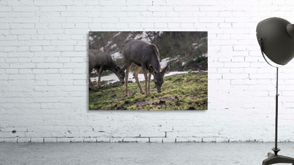 Doe 3 Wall Preview
