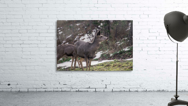 Doe 1 Wall Preview