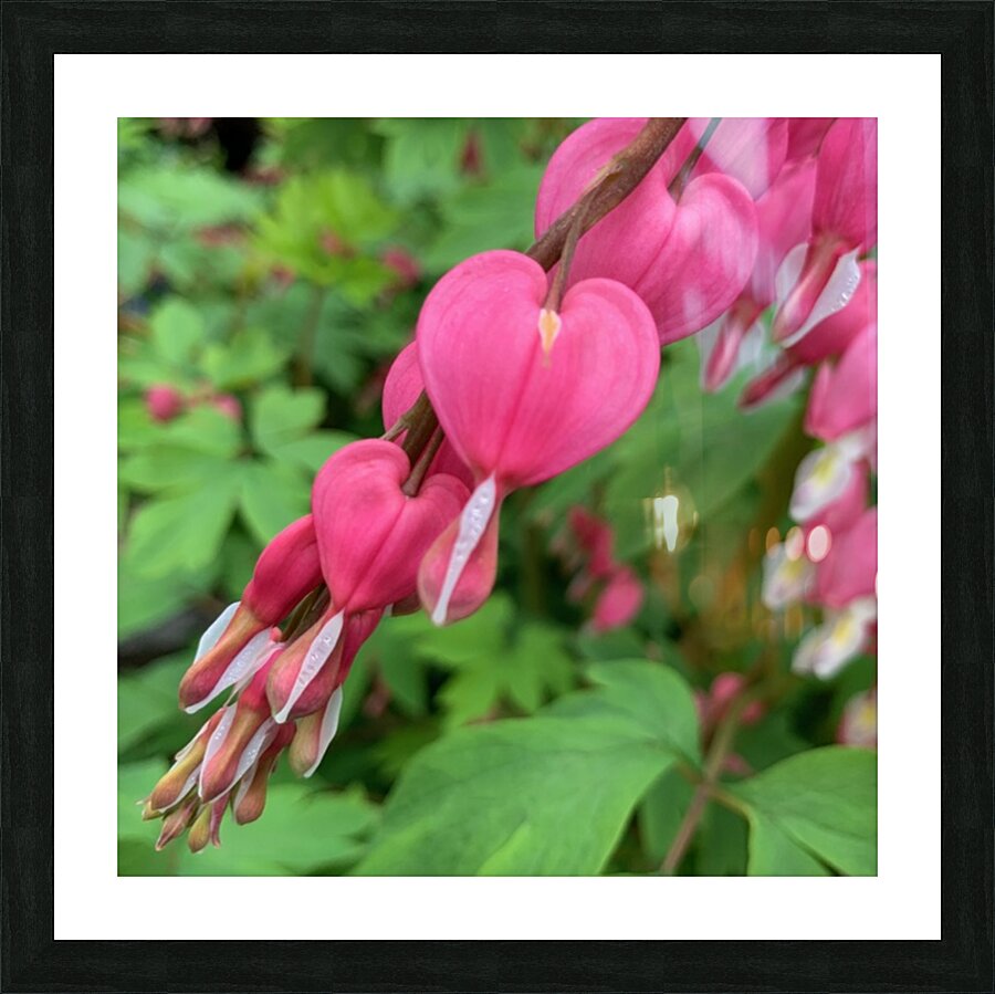 Bleeding Hearts  Picture Frame print