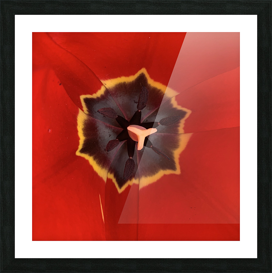 Treasured Tulip Picture Frame print