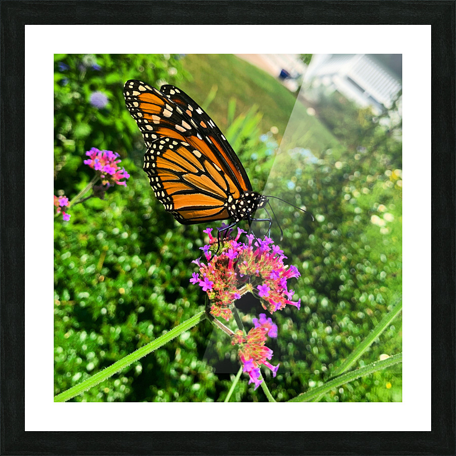 Butterfly Bliss  Picture Frame print