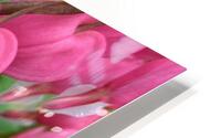Bleeding Hearts  HD Metal print