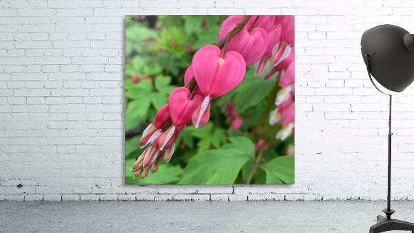 Bleeding Hearts  Wall Preview
