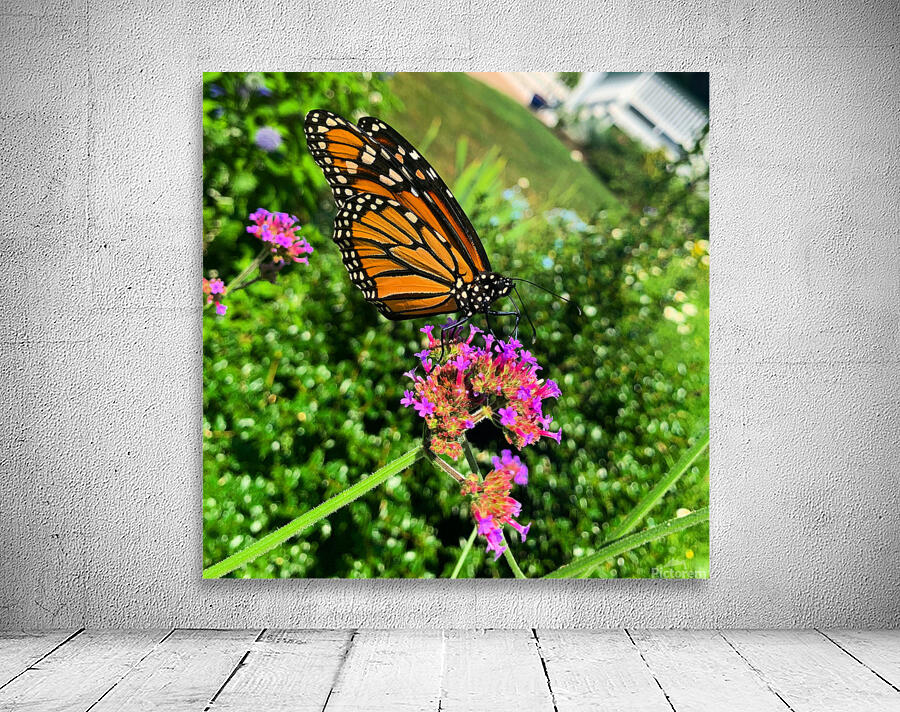 Butterfly Bliss  Wall Preview