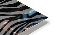 zebra  HD Metal print