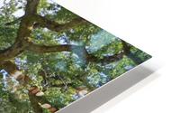   Bank under the tree HD Metal print