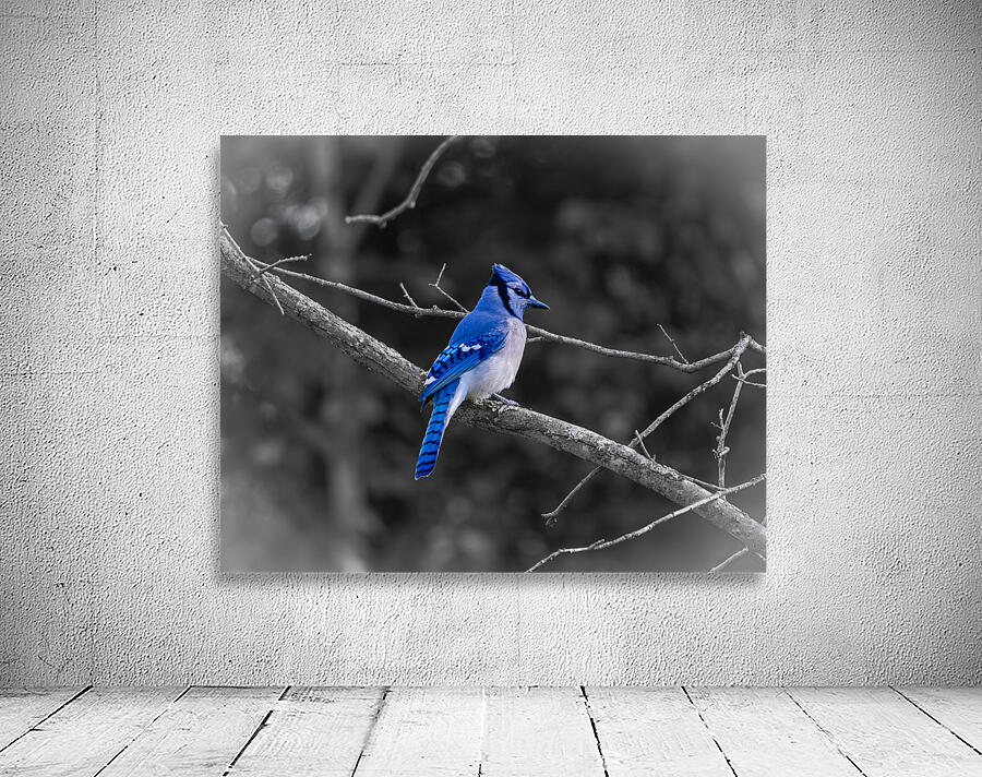 Blue jay. Wall Preview