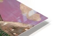 Lotus Dreams  HD Metal print