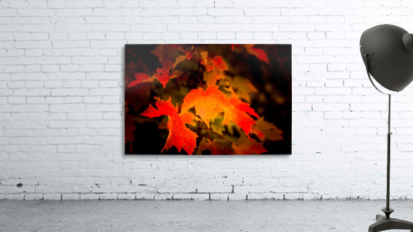 Acadia Maple in Fall Wall Preview