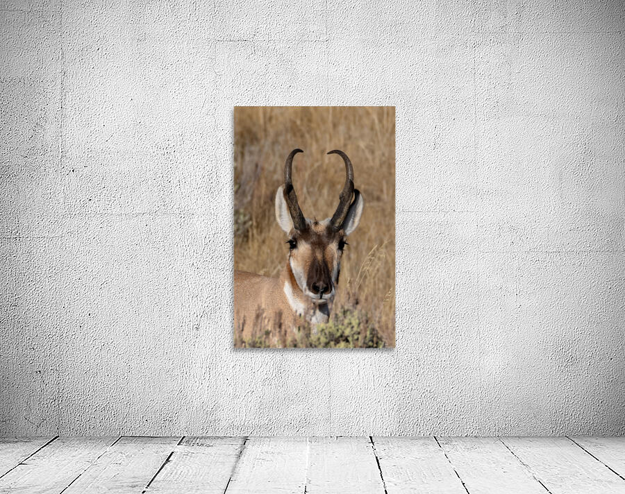 Yellowstone Pronghorn Wall Preview