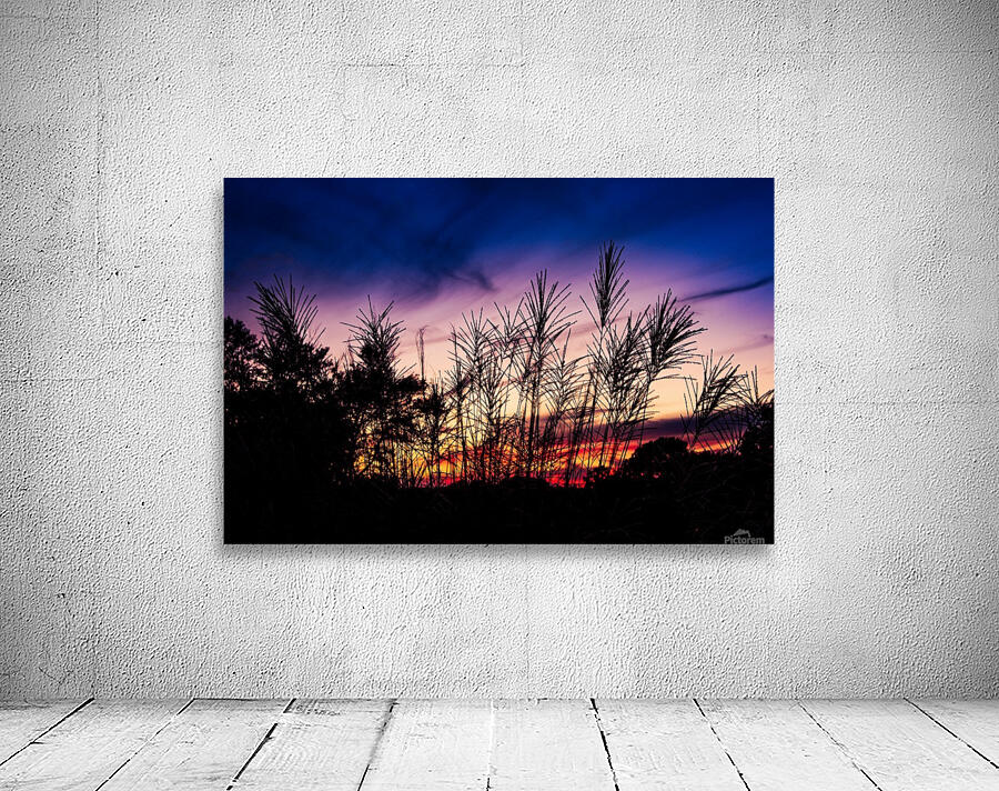 Beach Grass Shilloutte Wall Preview