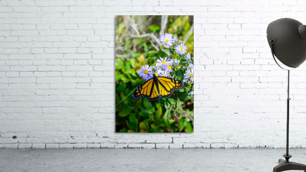 Yellow Butterfly Wall Preview