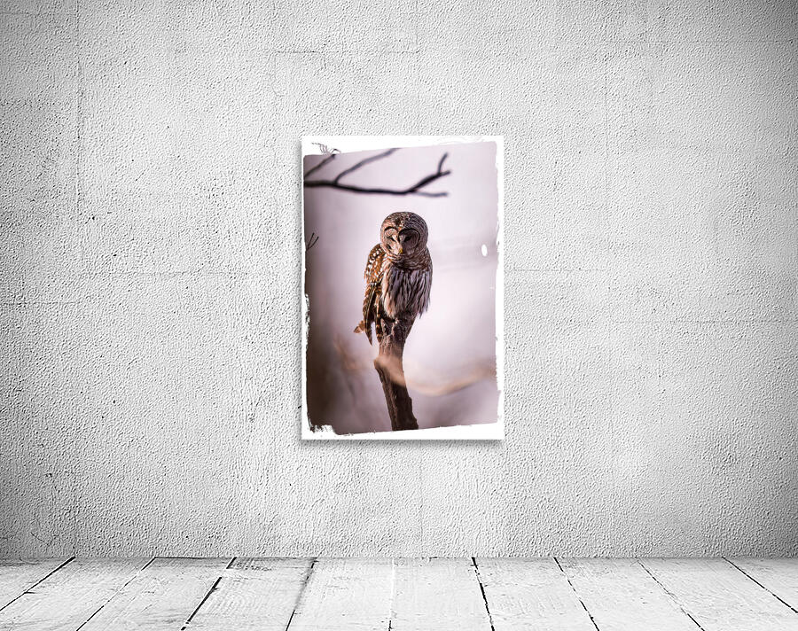 Sleeping Barred Owl Wall Preview