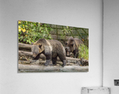Bear on a log Acrylic Print