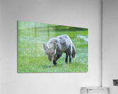 Fox on the Hunt Acrylic Print