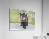Black Bear Cubs Acrylic Print