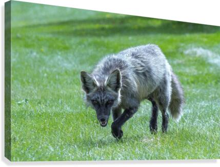 Fox on the Hunt Canvas Print