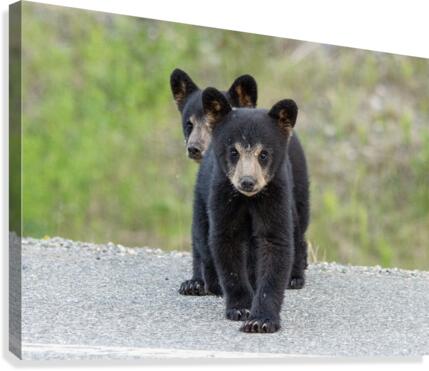 Black Bear Cubs Canvas Print