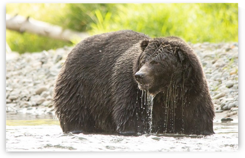 Very Wet Grizzily by Duncan Jacob