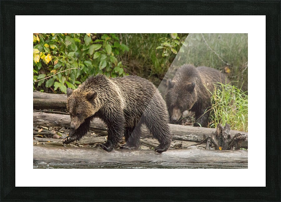 Bear on a log Picture Frame print
