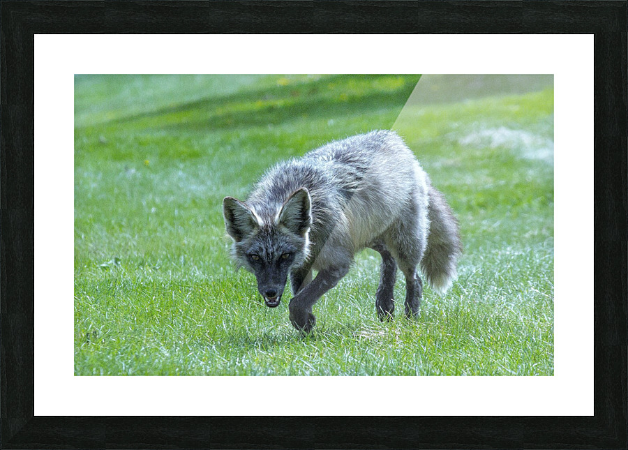 Fox on the Hunt Picture Frame print