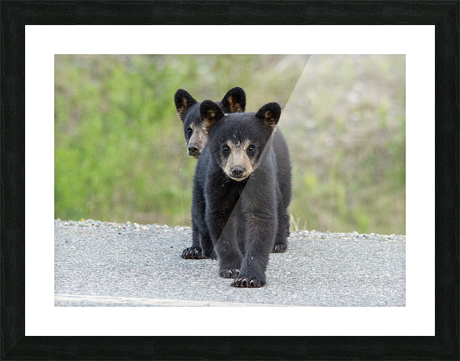 Black Bear Cubs Picture Frame print
