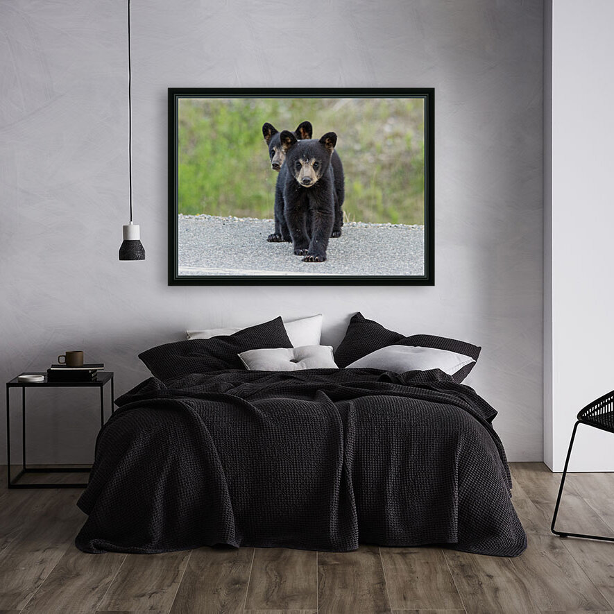 Black Bear Cubs Reproduction