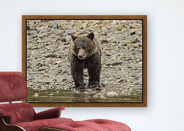 Grizzly Bear Cub by Duncan Jacob