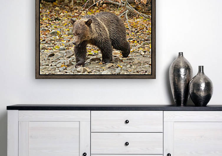 Grizzly Youngster by Duncan Jacob